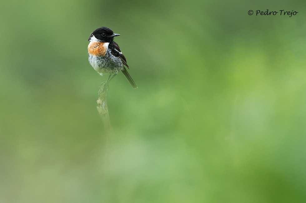 Tarabilla común (Saxicola torquata)